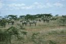 Zebra, Solio Ranch
